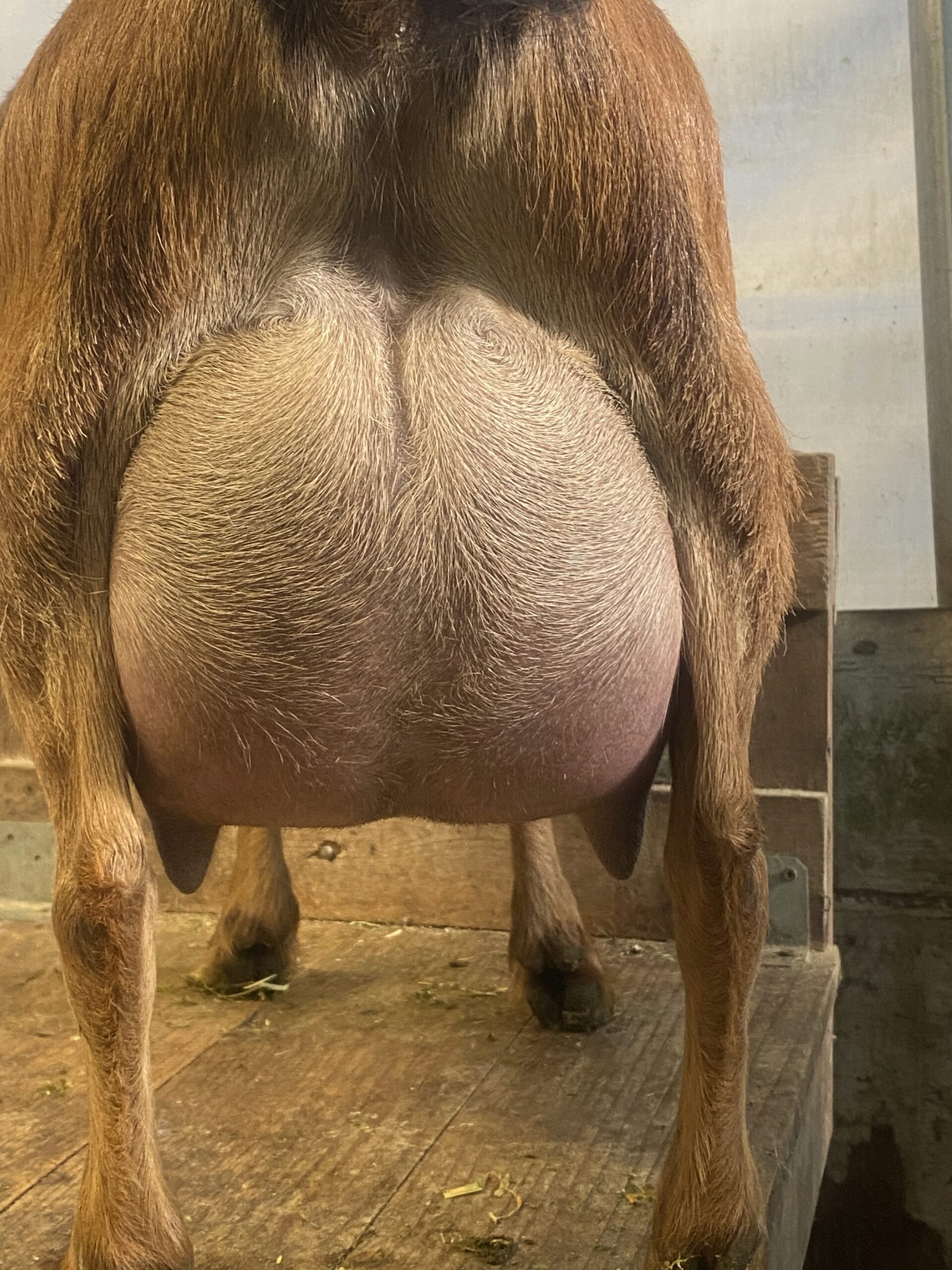 4 Year Old, 3F - Feeding Triplets
